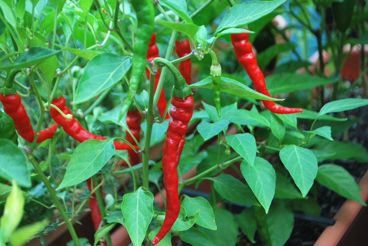 red cayenne pepper image